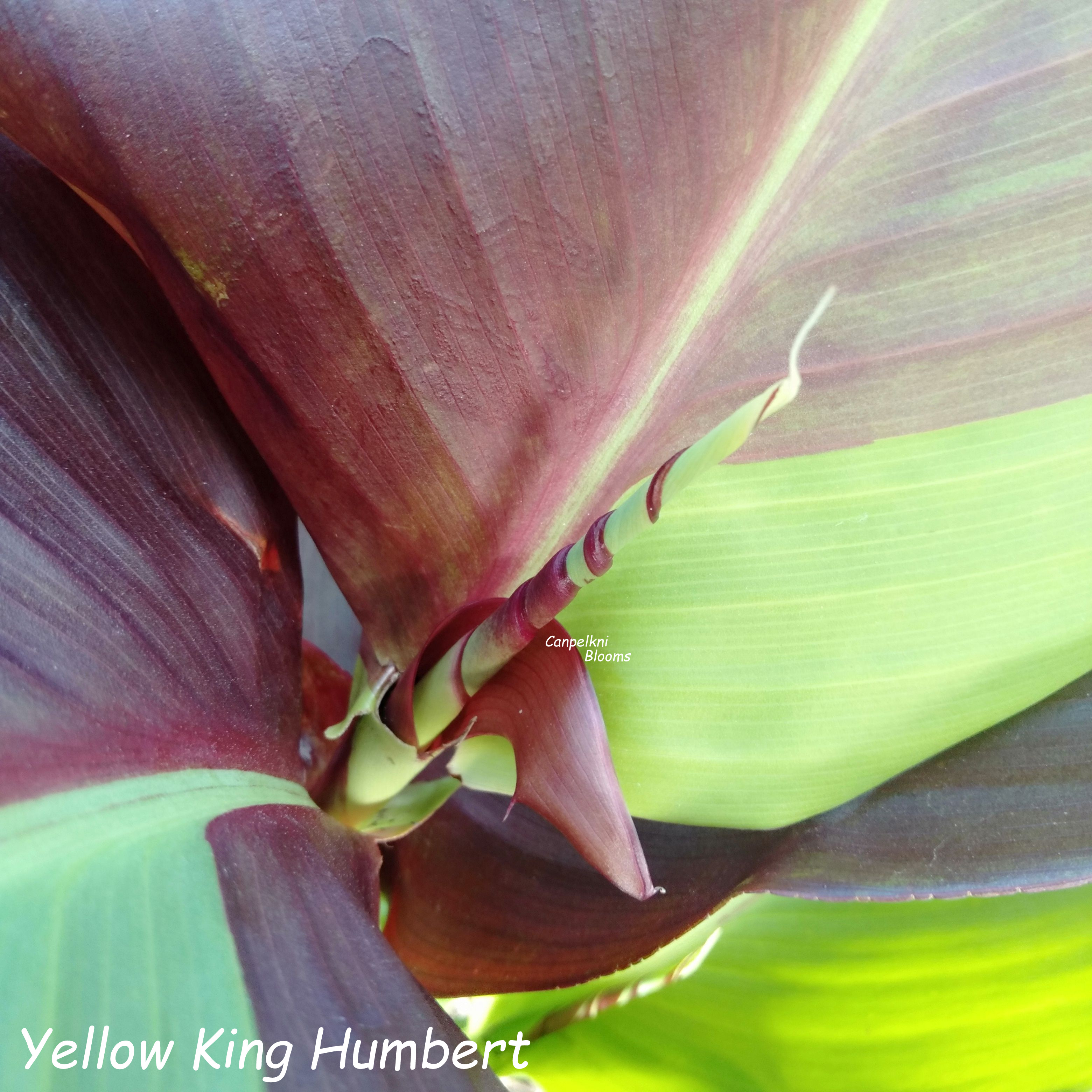 Yelloe King Humbert cannas with variegated striped green leaves Canna Yellow King Humbert