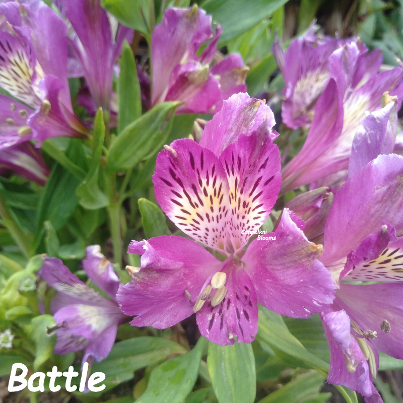 Battle Battle