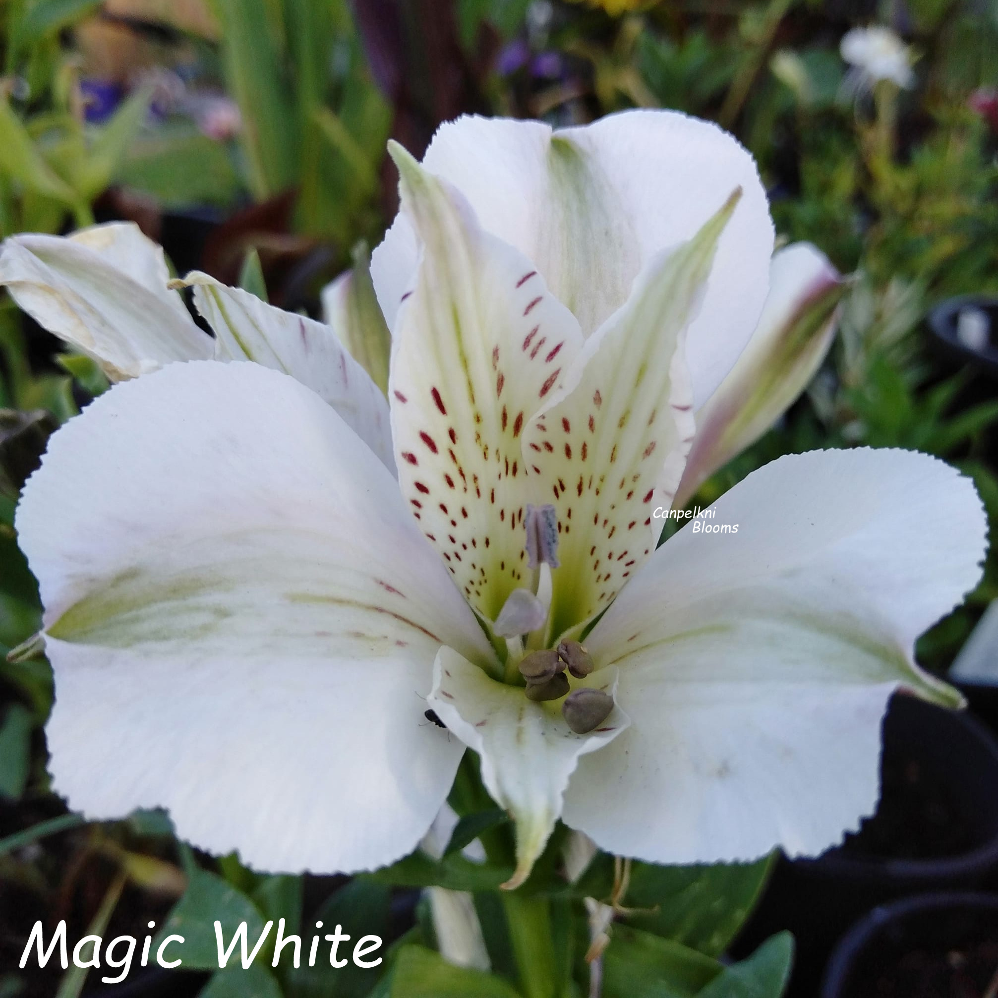 MagicWhite MagicWhite