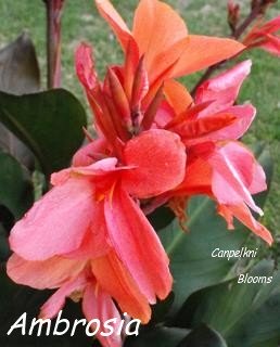 ambrosia canna