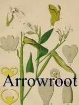about canna arrowroot Maranta