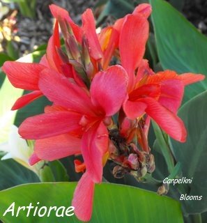 artiorae canna