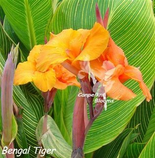 Flowers and leaves of canna Bengal Tiger