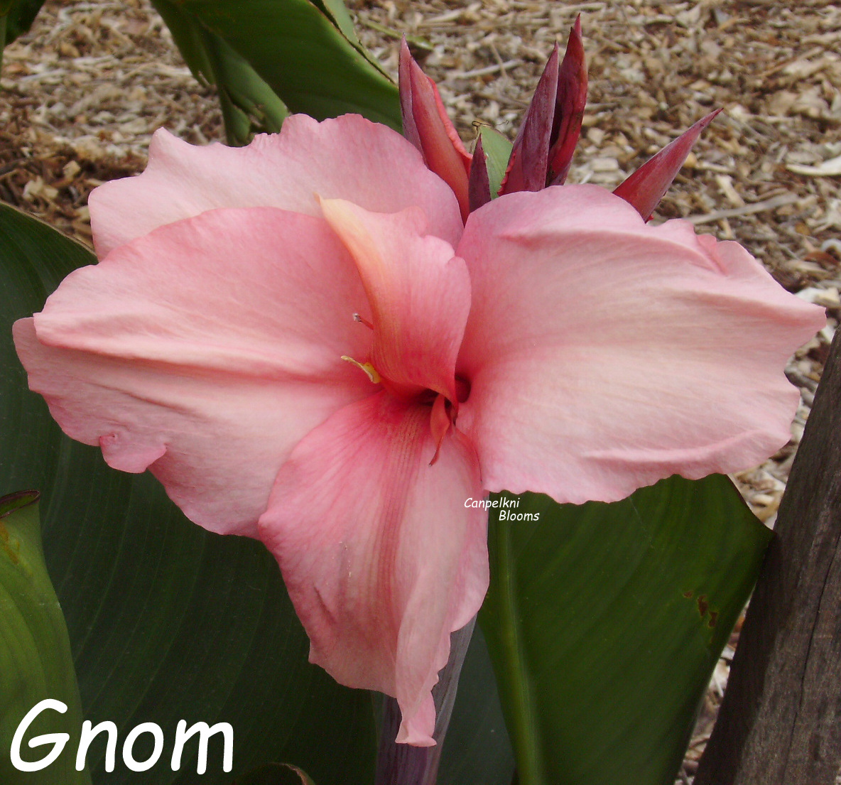 Canna Gnom Canna Gnom