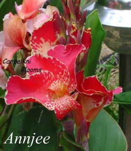 pink flower of Australian canna Annjee