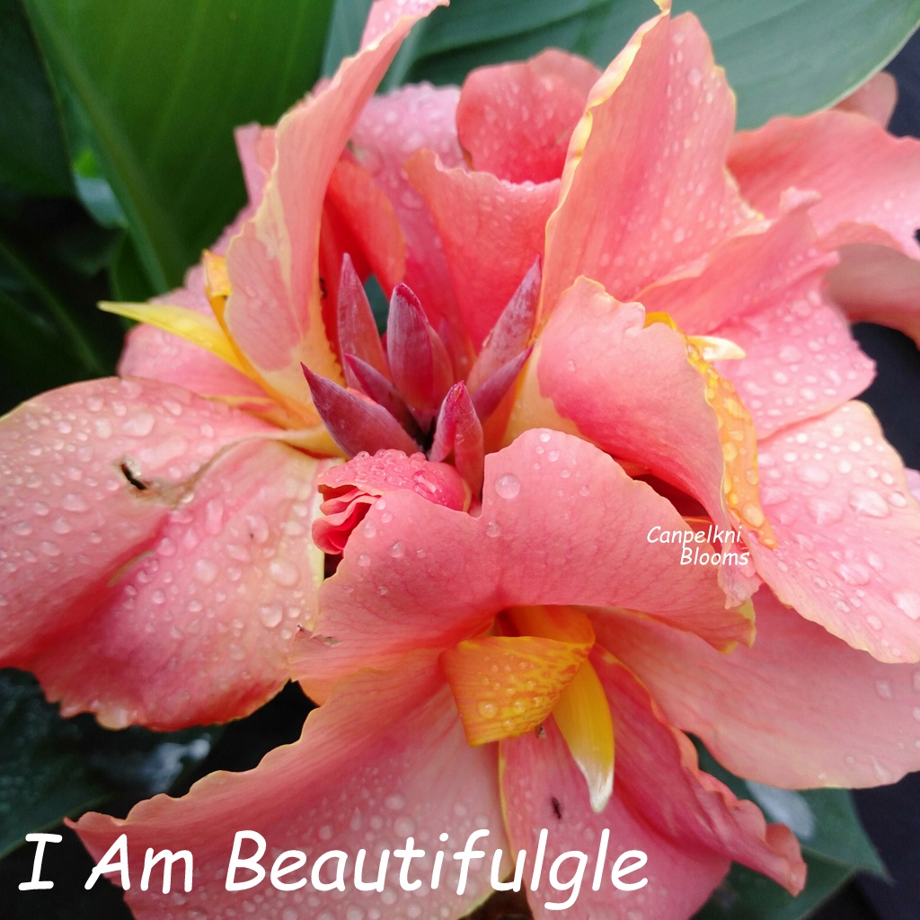 canna I Am Beautiful Gle Series