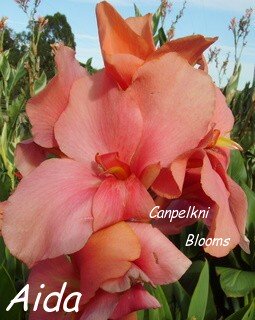 picture of garden canna lily aida