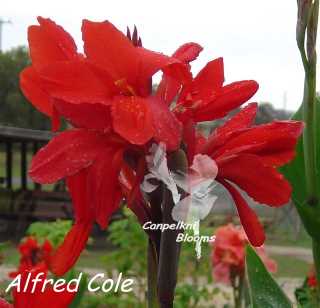 Australian Garden Plants Alfred Cole