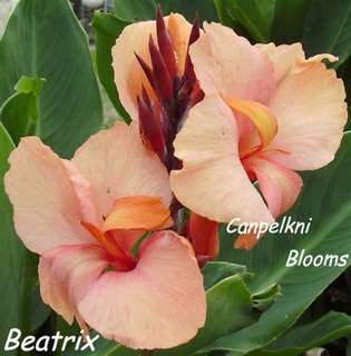 canna Beatrix