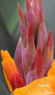 pictures of flower buds from garden plants