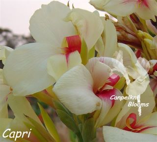Picture of tropical plant canna capri