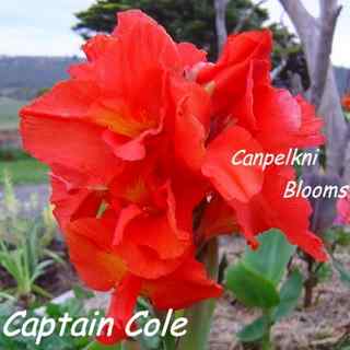 Cannas raised in Australia Captain Cole