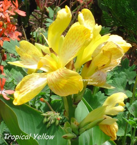 Dwarf Series Canna Tropical Yellow