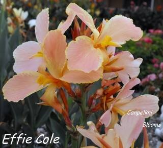 Australian canna Effie Cole