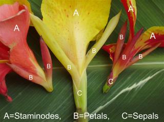 parts and names of a canna flower