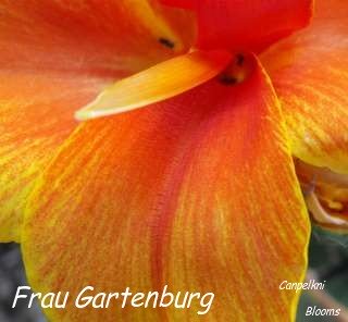 picture of garden canna frau gartenburg