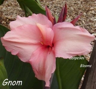 Raised by Pfitzer was the old cannas called Gnom