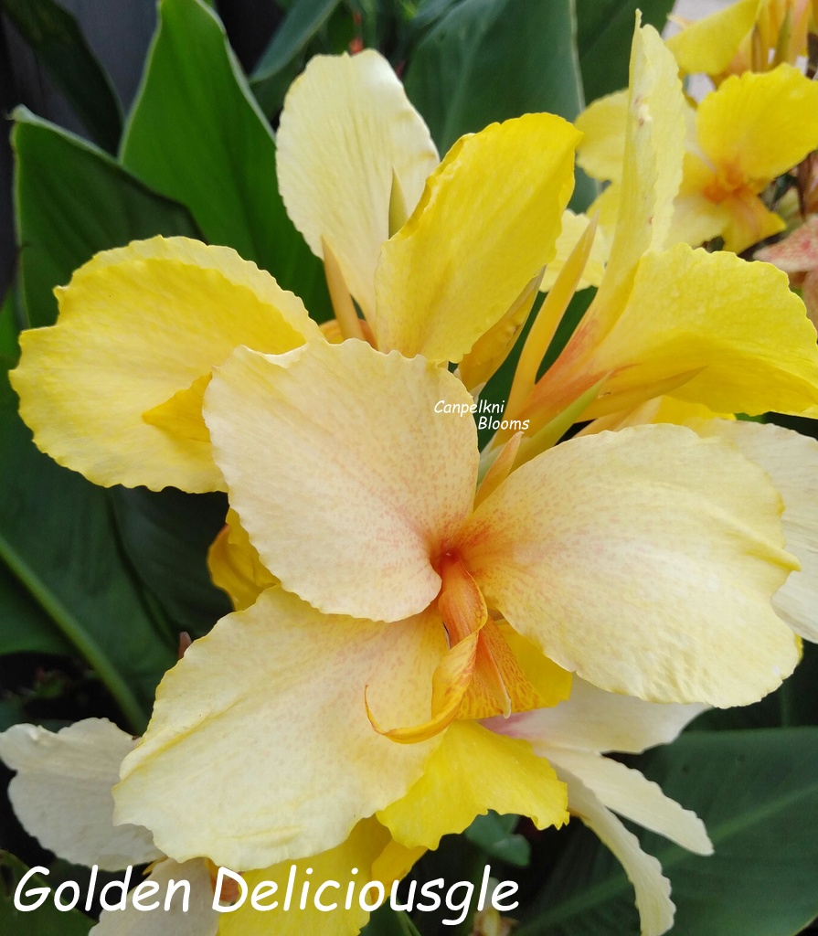 Canna Golden Deliciousgle