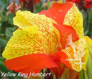 Luther Burbank Named Yellow King Humbert