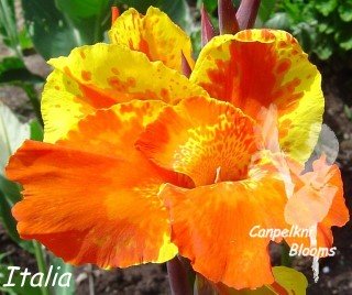 pictures of canna flower Italia and the parts of  the flower