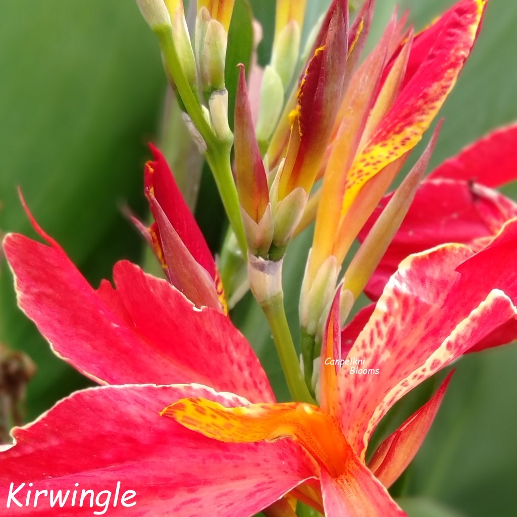 Canna Kirwingle