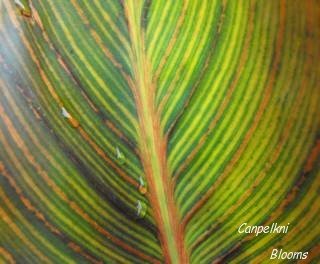 pictures of striped leaves on the Tropical looking canna Phasion