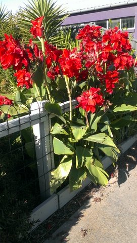 Red flowering canna Furst Weid
