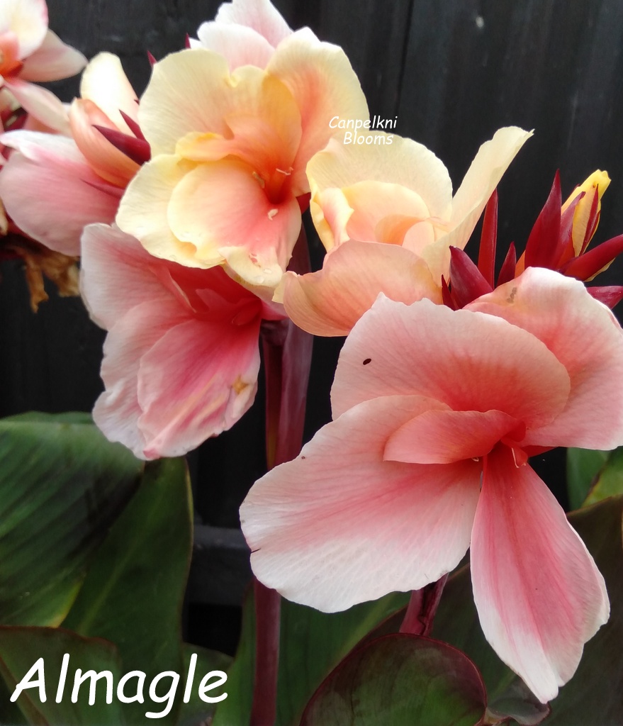 canna Almagle