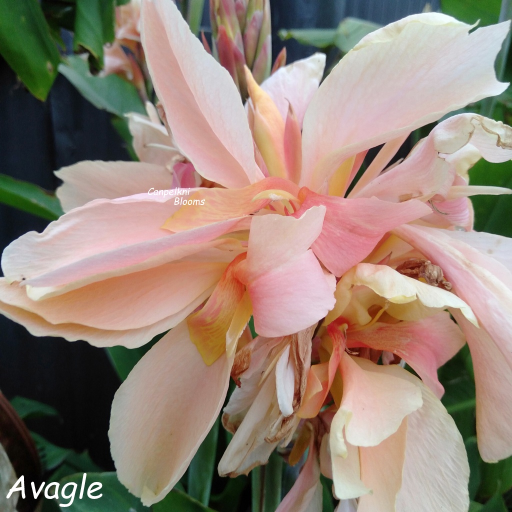 Avagle Gle Series of Tropical Cannas