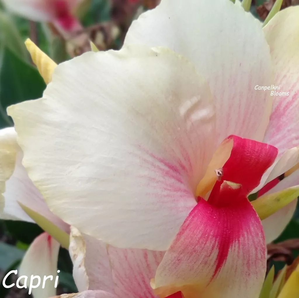 Canna Capri