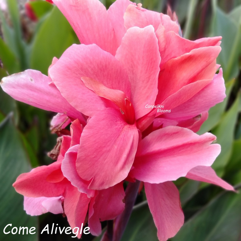 Canna Come Alivegle