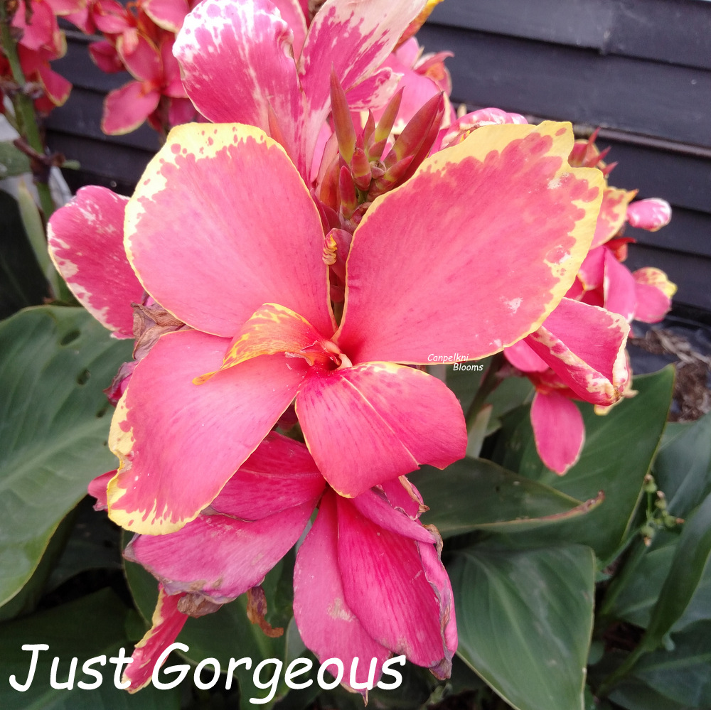 canna Just Gorgeous