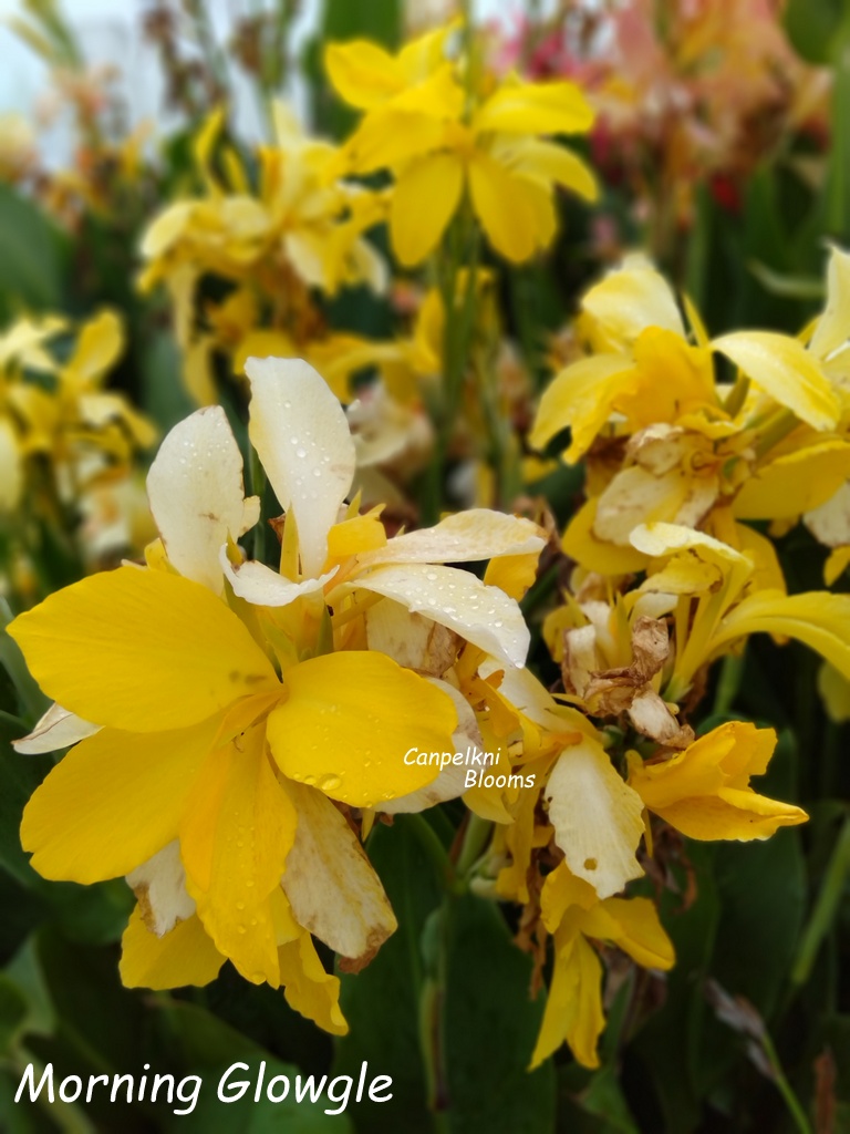 Canna Morning Glowgle