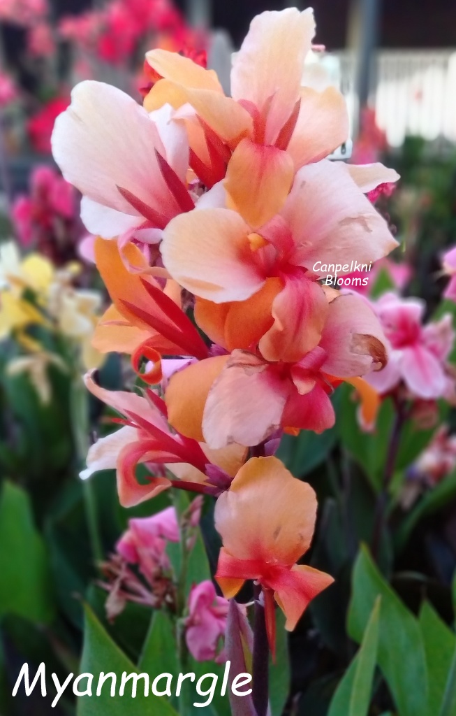 canna Myanmar