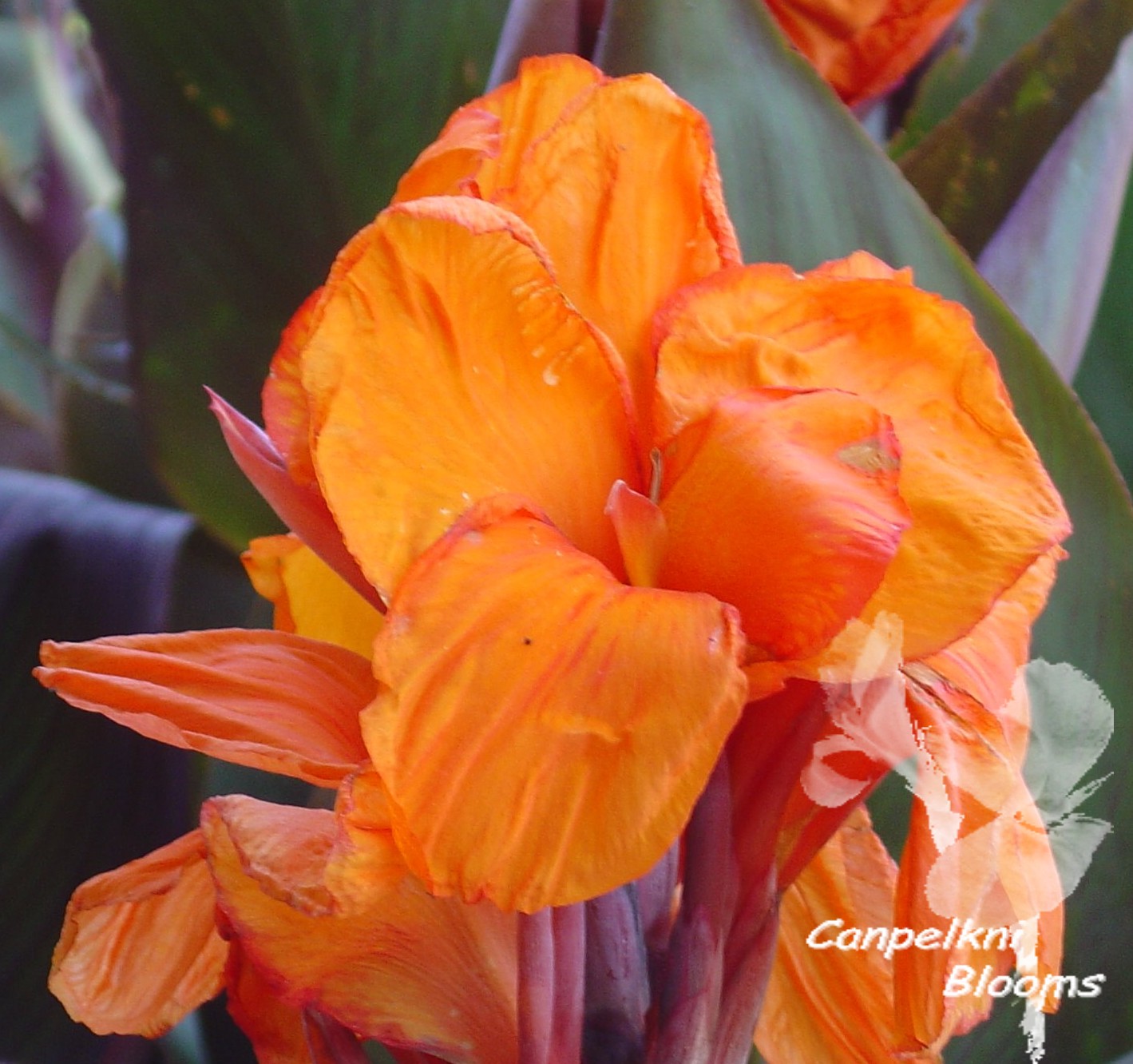 canna Chelle