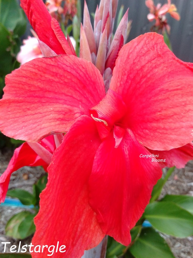 Canna Telstar Canna Telstar