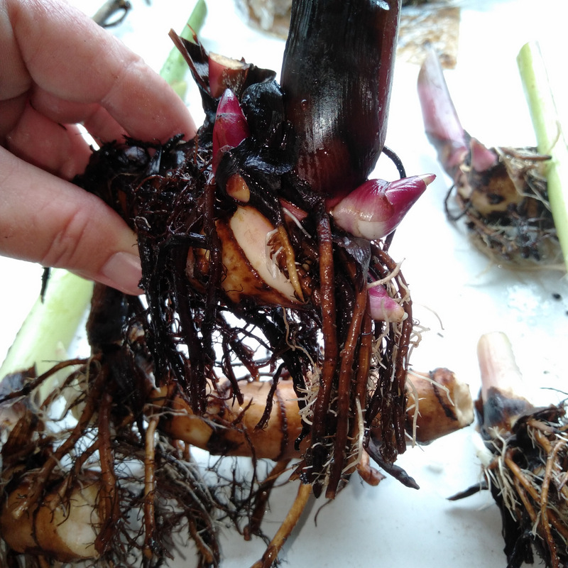 Canna Lily Roots and New Growth