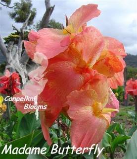 Big and beautiful garden flowers of Cannas Madame Butterfly