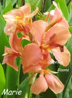 canna x generalis