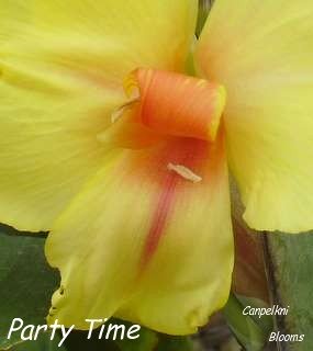 Botany labellum picture of flower parts