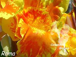 Picture of Canna Roma waterwise plants and flowers