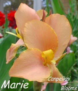 canna Marie