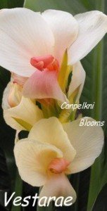 Picture of flowering canna garden plants