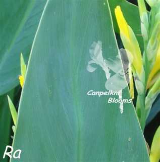 picture of pond plants canna Ra