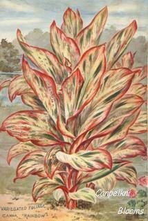 Picture of old variegated garden plants canna Rainbow