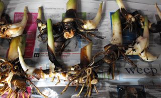 Bare rooted canna rhizomes