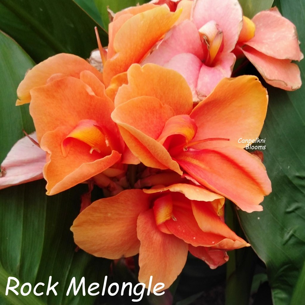 Canna Rock Melongle