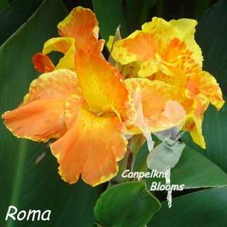 Picture of tropical cannas orange and yellow garden plants