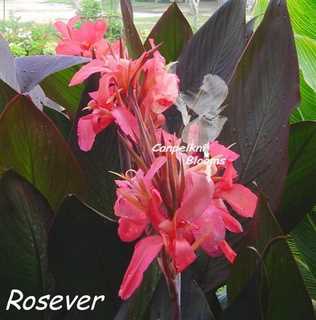Height of Canna Plants Short Medium Tall and Giant Growing Cannas Height of Canna Plants Short Medium Tall and Giant Growing Cannas