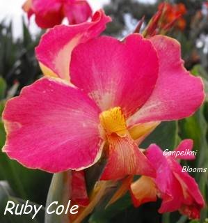 Picture of Pink flowering cannas Ruby Cole